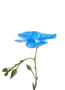 Flax flower isolated Stock Photos