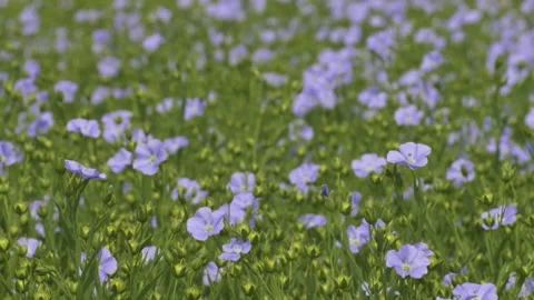 Flax flowering Video stock 235330441