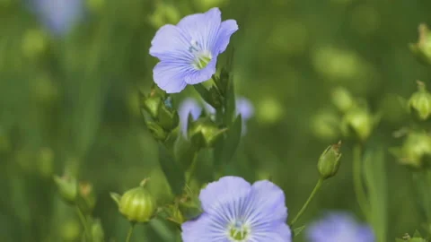 Flax. Flowering Stock Footage 235615670