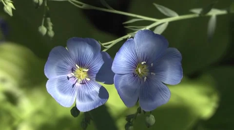 Flax flowers Stock Footage 5700991