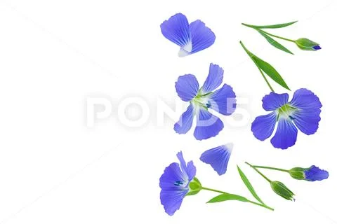 Flax flowers or Linum usitatissimum on a white background with copy space for Stock Photos