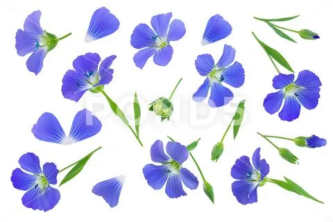 Flax flowers or Linum usitatissimum on a white background with copy space for Stock Photos