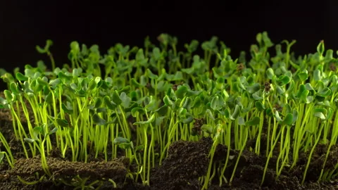 Flax Germination on Black Background Stock Footage 102123036
