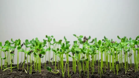 Flax Germination on Light Background Vidéo 103836028