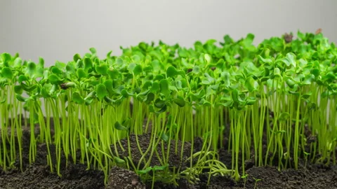 Flax Germination on Light Background Stock Footage 113016796