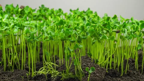 Flax Germination on Light Background Stockbeeldmateriaal 113573162
