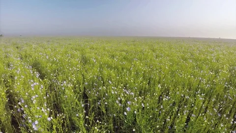 Flax green meadow Vídeos de archivo 71107092