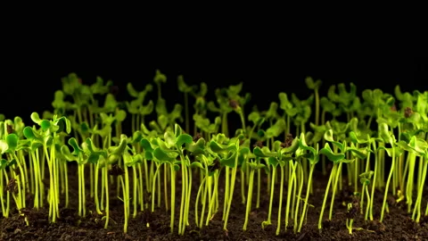 Flax Growing on Black Background Vidéo 103837377