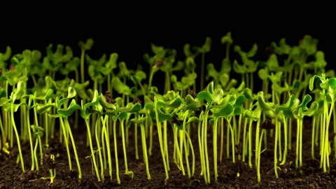 Flax Growing on Black Background Stock-Footage 105438918