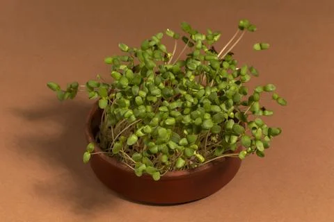 Flax microgreens on brown background. Stock Photos