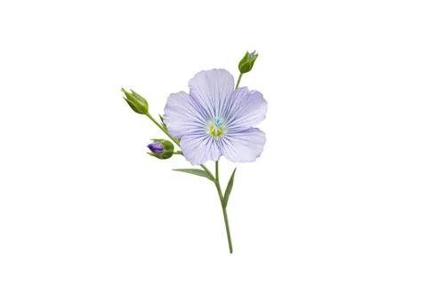 Flax or linseed flower and buds branch isolated on white Stock Photos