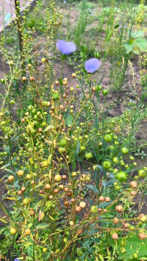 Flax plant grows in a quiet summer garden as green buds and round seed capsules. Vídeos de archivo 344174322