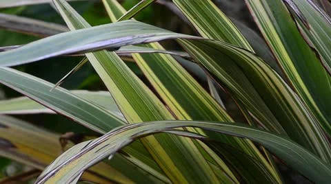 Flax plant in the wind Stock Footage 11115680