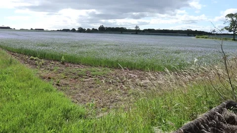 Flax seed field Video stock 134398368