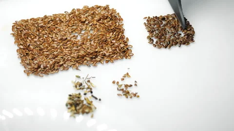 Flax Seed Quality Testing in Agricultural Grain Laboratory. Stock Footage 345040900