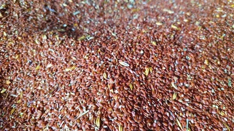 Flax seeds in the hangar Stock Footage 158489993