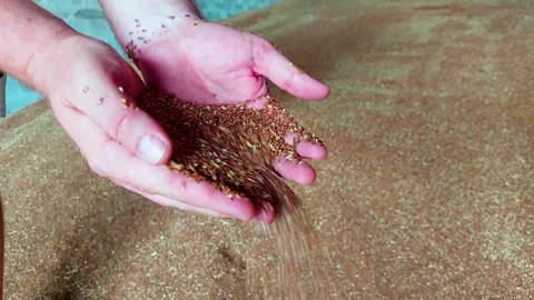 Flax seeds in human hands Stock Footage 158491528