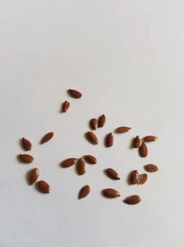 Flax seeds, lijnzaad, graines de lin, alsi seeds Stock Photos