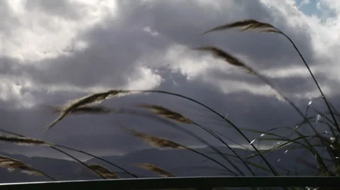 Flax in the wind Stock Footage 33550622