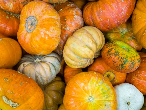 Flay lay image of a large pile of pumpkins and gourds from autumn harvest. Stock Photos
