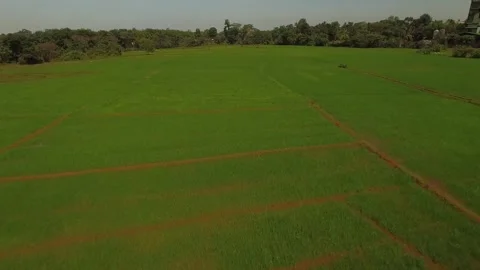 Flaying over paddy fields 2 Video stock 288234237
