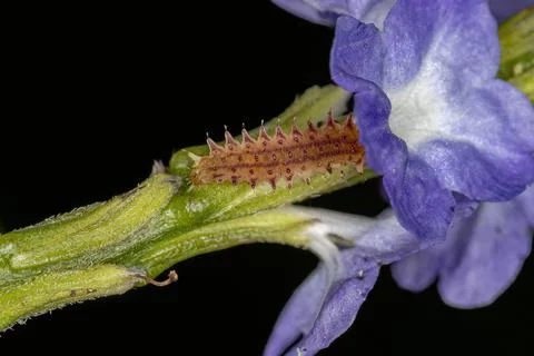 Flea Beetle Larva Foto stock