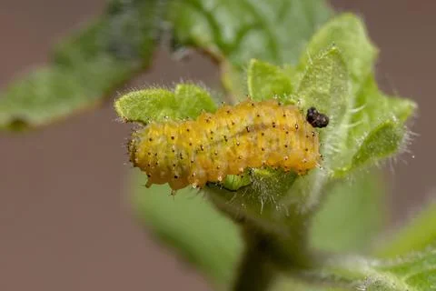 Flea Beetle Larvae Stock Photos