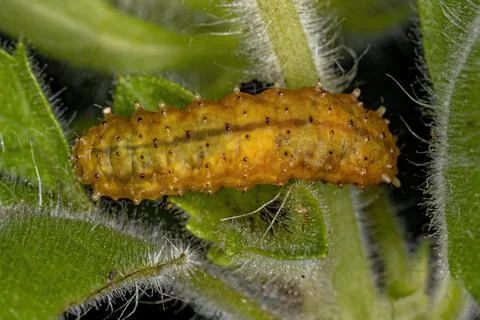Flea Beetle Larvae Stock Photos