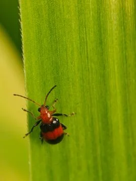 Flea beetle Stock Photos