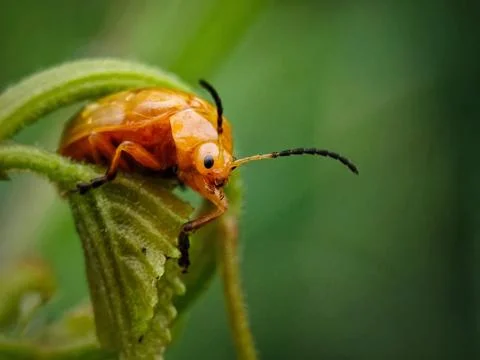 Flea Beetle Stock Photos