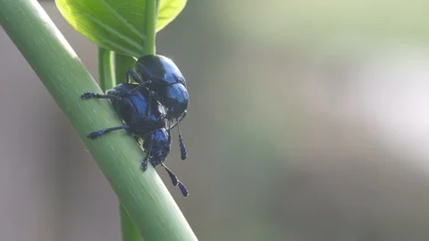 Flea beetles mating on the tree branch Stock Footage 90352205