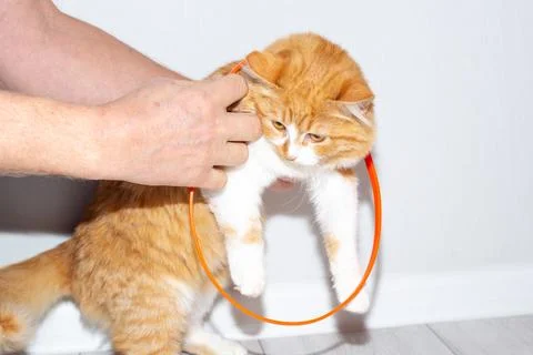 A flea collar is put on a young red cat. Prevention of parasites in animals Stock Photos