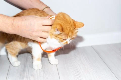 A flea collar is put on a young red cat. Prevention of parasites in animals Stock Photos
