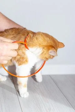 A flea collar is put on a young red cat. Prevention of parasites in animals Photos