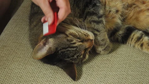 Flea combing a cat - natural pest control Видео 137069002