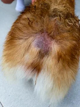 Flea dermatitis in the tail area and a small allopecia in the dog on the back Stock Photos