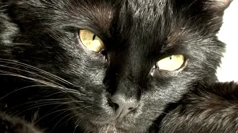 Flea does not sleep a cat. Stock Footage 8945865