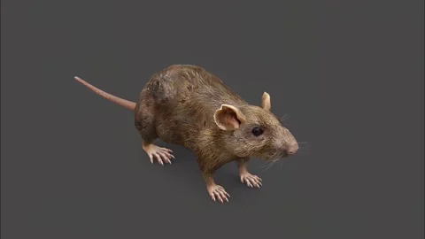 Flea infected rat causing spread of plague Stock Footage 269215591