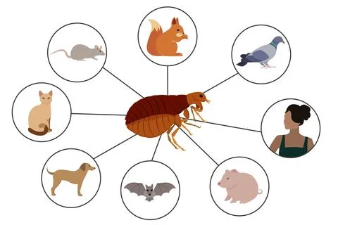 Flea Infestation, Exploring Common Hosts and Transmission to Humans 스톡 일러스트