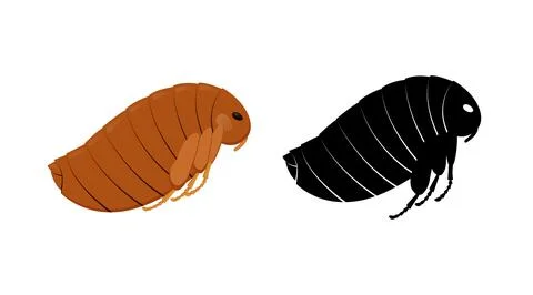 Flea insect and its silhouette showing segmented body, legs and large eye Illustrazione stock
