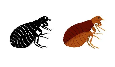 Flea insect in colored and black and white versions, side view 스톡 일러스트