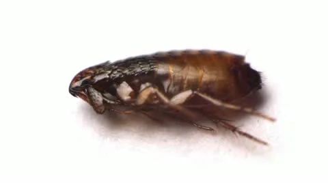Flea Insect Macro Video Stock Footage 21952511