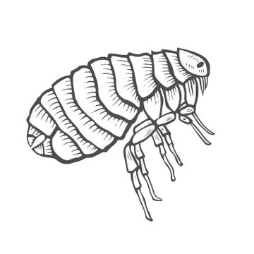 Flea insect parasite 스톡 일러스트