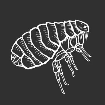 Flea insect parasite Stock Illustration