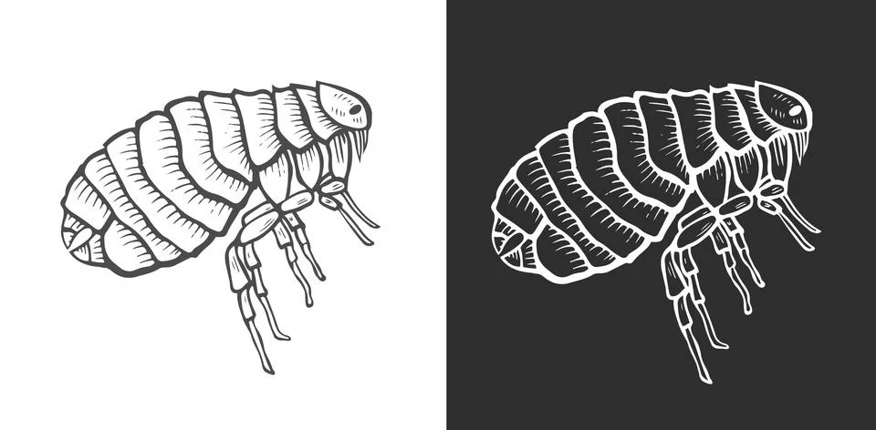 Flea insect parasite イラスト素材