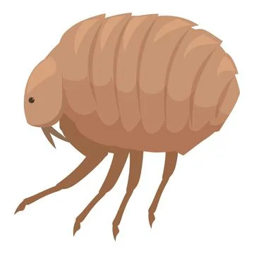 Flea insect is walking with six legs 스톡 일러스트