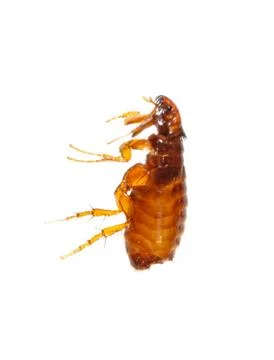 Flea isolated on a white background Stock Photos