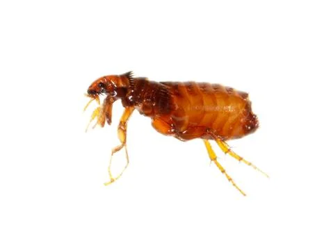 Flea isolated on a white background Stock Photos