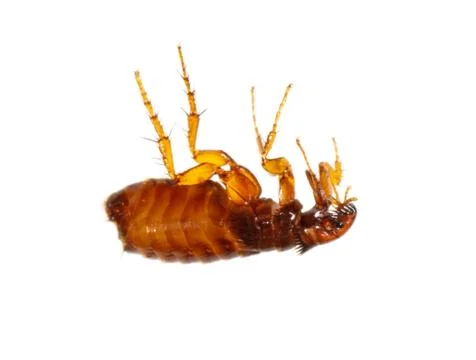 Flea isolated on a white background Stock Photos