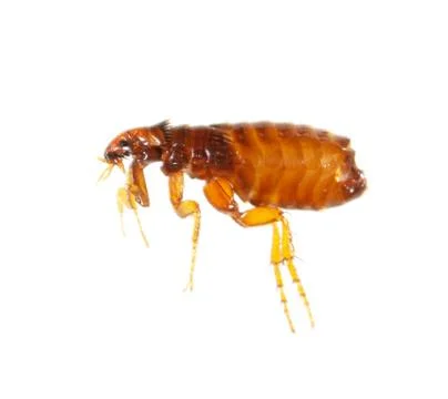 Flea isolated on a white background Stock Photos